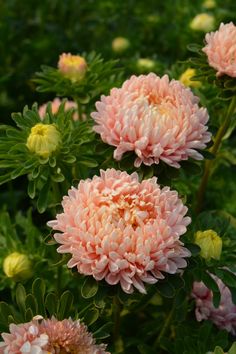 pink flowers with green leaves in the background