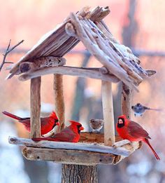 three red birds sitting on top of a wooden bird feeder with snow in the background