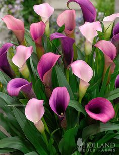 purple and pink flowers are in a vase