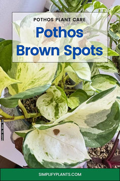 pothos brown spots on the side of a plant with text overlay that reads, potshoos brown spots