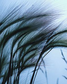 some tall grass blowing in the wind