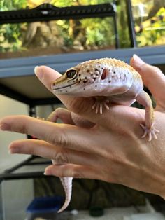 a small lizard sitting on top of someone's hand next to a fish tank