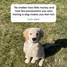 dog quotes Puppy Quotes, Dog Quote, Dog Quotes, Dog Love, A Dog, Make You Feel, Chicago