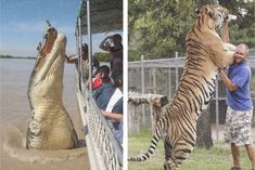 two pictures side by side, one with a tiger and the other with an alligator