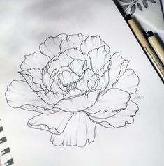 a pencil drawing of a flower on paper