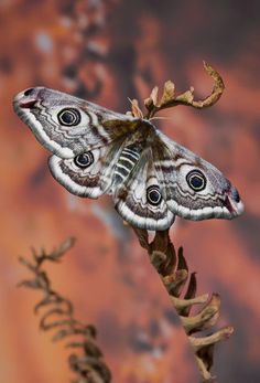 a close up of a butterfly on a plant with dirt in the background and rust colored wall behind it