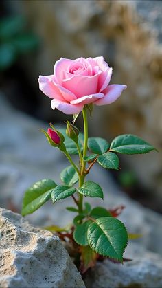 a single pink rose sitting on top of a rock