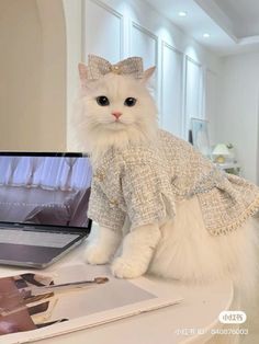 a white cat sitting on top of a table next to a laptop computer