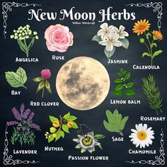 Flowers For Witchcraft, Moon Herbs Witchcraft, New Moon Herbs, Lemon Witchcraft, Lotus Witchcraft, Green Witch Aesthetic Nature, Witchcraft Flowers, Green Witchcraft Aesthetic, Witchcraft Plants