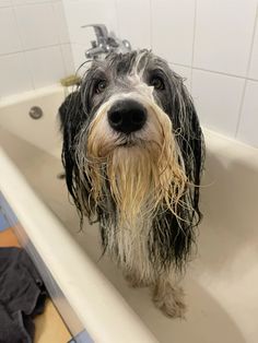 Brego the beardie, bearded collie