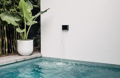 a pool with a plant in it next to a wall mounted shower head and water spout