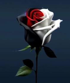 Blackpink Rose Wallpaper Aesthetic, Iphone Rose Wallpaper, Hd Rose Wallpaper, Rose Wallpaper Blackpink, Rose Wallpaper Aesthetic, Fire And Ice Roses, Pink Rose Wallpaper, Flowers Photography Beautiful, Black Roses Wallpaper