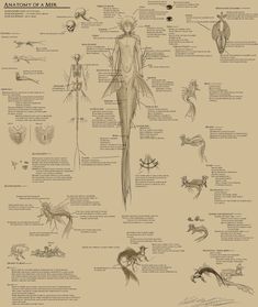 the anatomy of an insect is shown in this diagram, with all its parts labeled