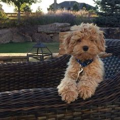 a brown dog sitting on top of a wicker chair