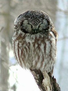 an owl sitting on top of a tree branch