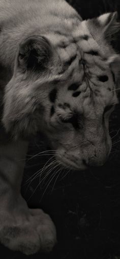 a black and white photo of a tiger with its head on it's paw