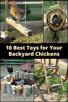 chickens and roosters in their backyard with the words 10 best toys for your backyard chickens