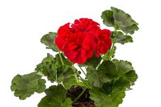 a red gerania plant with green leaves in a pot on a white background