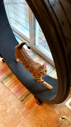 a cat standing on top of a black object