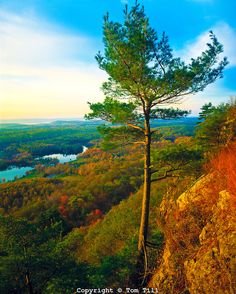 a lone pine tree on the edge of a cliff overlooking a lake and forest in autumn