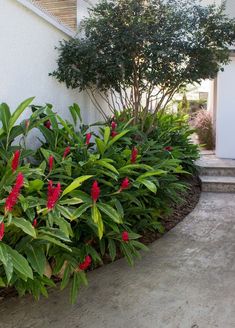 red and green plants in front of a house