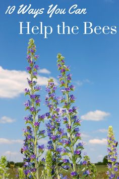 purple flowers with the words 10 ways you can help the bees