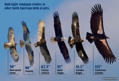 birds flying in the sky with their wingspans compared to other north american birds of prey