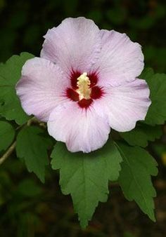 a pink flower with green leaves around it