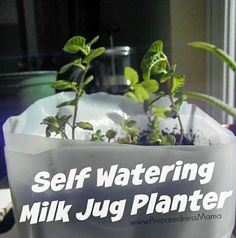 there is a sign that says self watering milk jug planter in front of a window