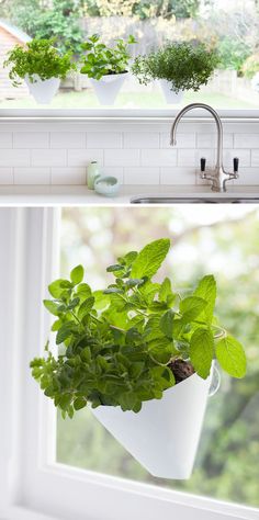 two pictures with plants in them and the words easy indoor gardening ideas on it's side