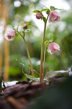 some pink flowers are growing out of the ground