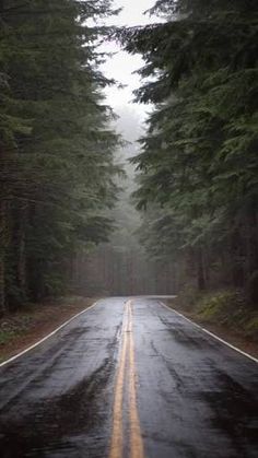 an empty road surrounded by tall trees in the middle of the forest at night time