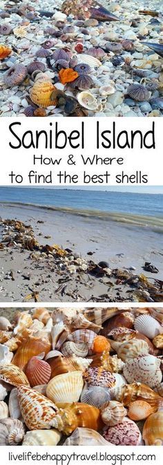 shells on the beach with text that reads, sanibe island how and where to find the best shells