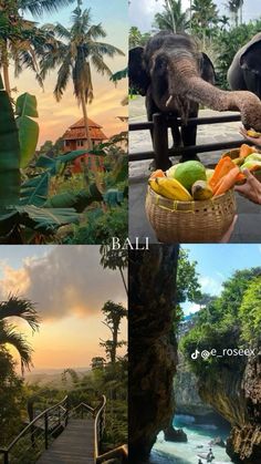 there are four pictures with elephants and people in them, one is eating fruit while the other has bananas