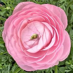 a large pink flower with green leaves in the foreground and on the far side