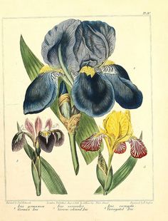 an antique print of blue and yellow flowers