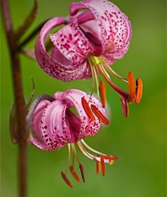 two pink flowers with water drops on them