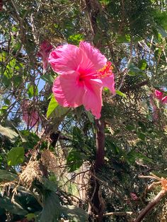 a large pink flower sitting on top of a tree