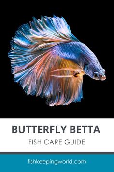 a blue and white betta fish with the words, butterfly betha fish care guide