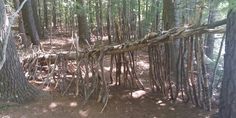 a fallen tree in the middle of a forest filled with lots of trees and branches