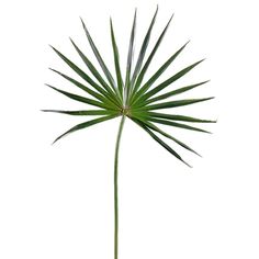 most realistic faux fan palm leaf, the best faux fan palm leaf, faux tropical fan palm, palm beach faux fan palm leaf, best faux fan palm leaf in palm beach. faux chinese fan palm leaf. permanent fan palm arrangements Palm Beach tropical faux fan palm leaf Palm beach faux fan palm leaves Chinese Fan Palm, Plant Installation, Faux Branches, Palm Branch, Paper Pot, Glass Cylinder Vases, Fan Palm, Silk Plants, Palm Fronds