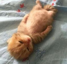 an orange kitten laying on its back on a bed