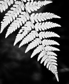 a black and white photo of a fern leaf