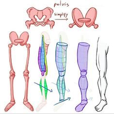 an image of different types of human legs and feet with the caption pelvi's sumptuous