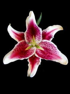 a pink and white flower on a black background