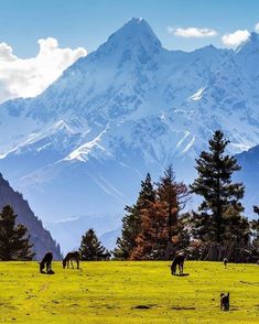 horses grazing in a field with mountains in the background