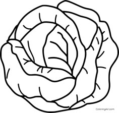 a black and white drawing of a cabbage