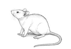 a drawing of a rat sitting on the ground