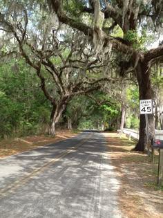 the road is lined with trees covered in spanish moss