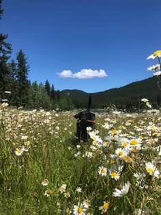 a black dog sitting in the middle of a field full of daisies and wildflowers